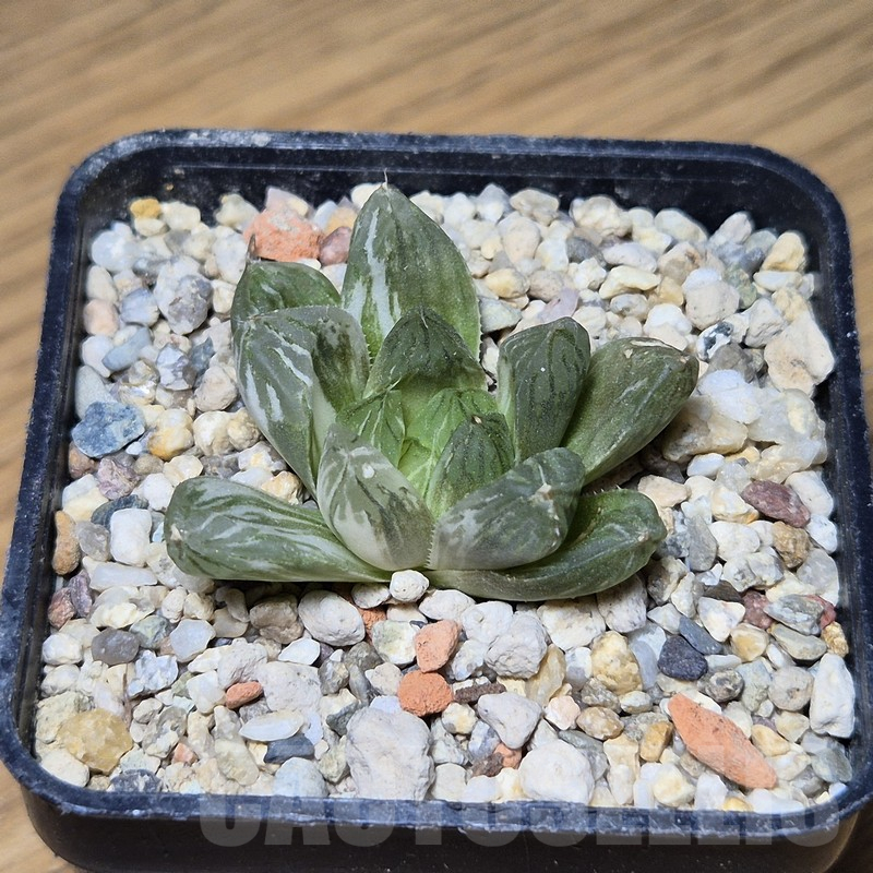 VVG12144 Haworthia obtusa f.variegata ex -Japan- - Image 2