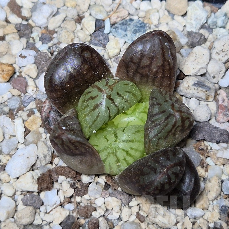VVG12146 Haworthia obtusa hybrid ex -Japan-