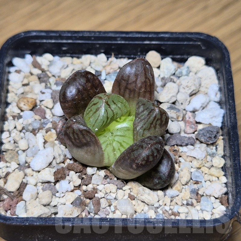 VVG12146 Haworthia obtusa hybrid ex -Japan- - Image 2