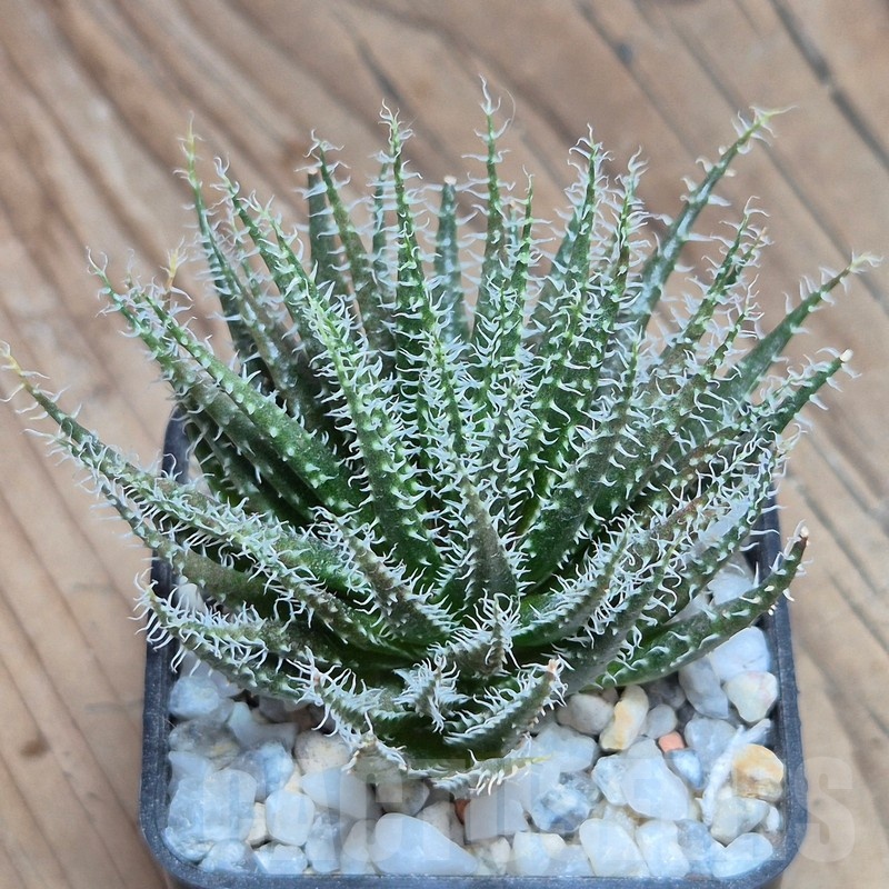 VVG12149 Aloe haworthioides
