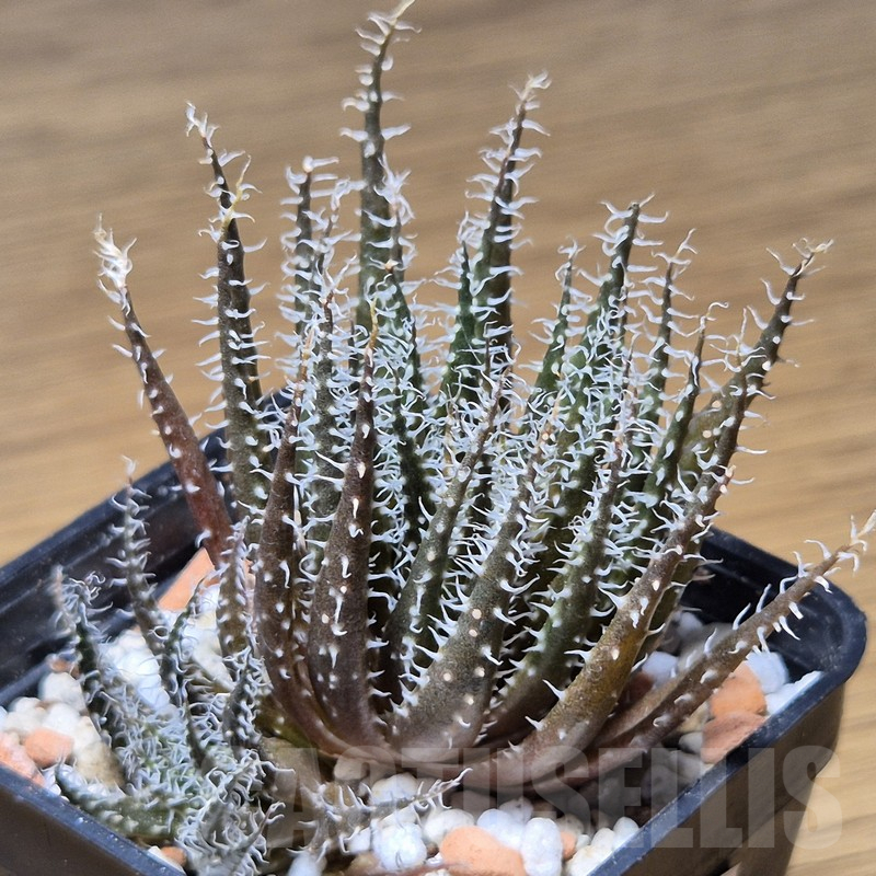 VVG12149 Aloe haworthioides