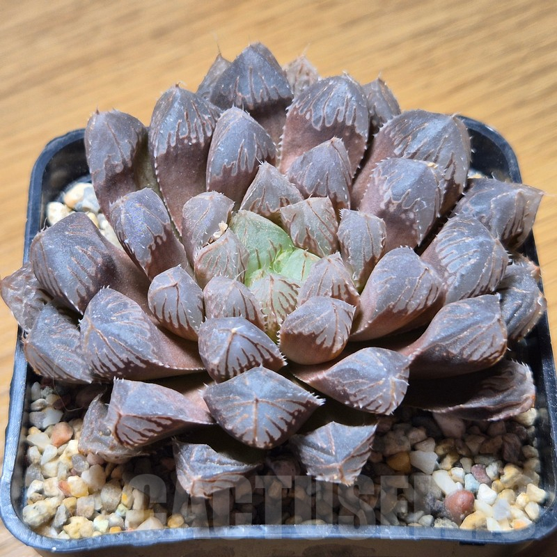 VVG12150 Haworthia 'Mirror Ball' x cooperi x 'Kegazato' clon 22