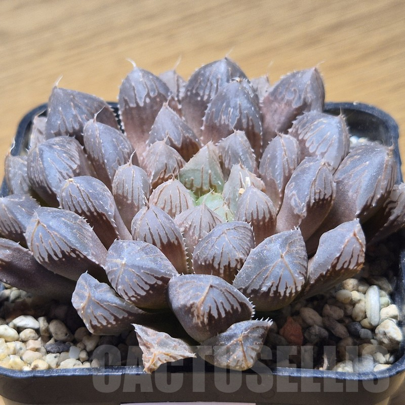 VVG12150 Haworthia 'Mirror Ball' x cooperi x 'Kegazato' clon 22 - Image 2