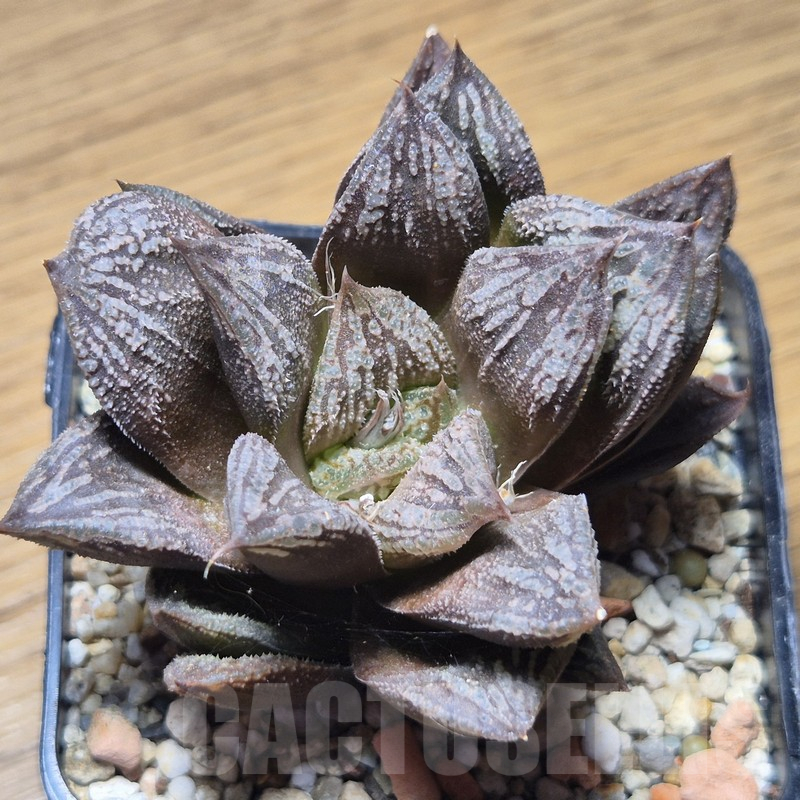 VVG12151 Haworthia 'Black Major' x 'Yulia' F2