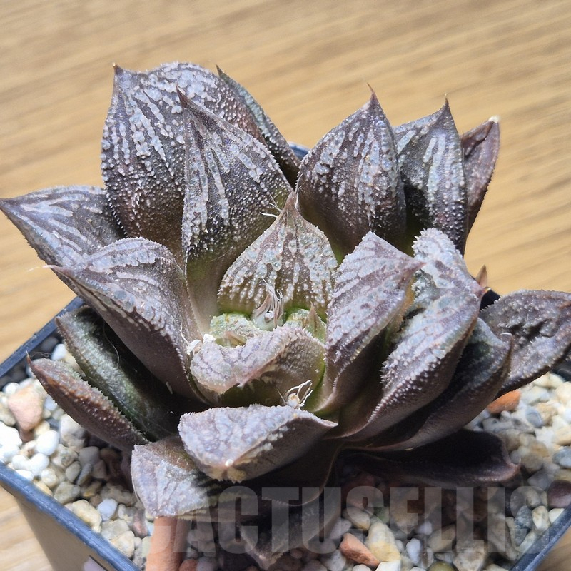 VVG12151 Haworthia 'Black Major' x 'Yulia' F2 - Image 2