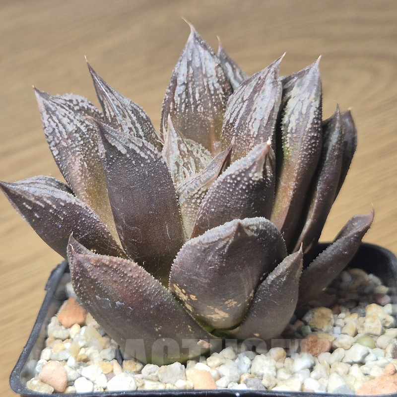 VVG12151 Haworthia 'Black Major' x 'Yulia' F2 - Image 3