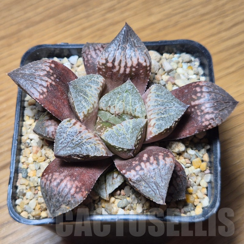 VVG12152 Haworthia 'Kegazato' x picta -Japan- hybrid F2