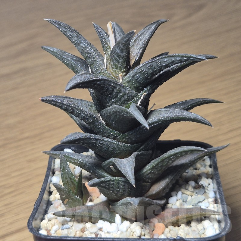 VVG12153 Haworthia nigra old 12 years