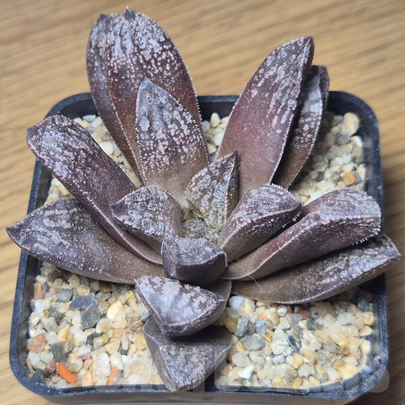 VVG12155 Haworthia 'Black Major' x 'Andrei' F2