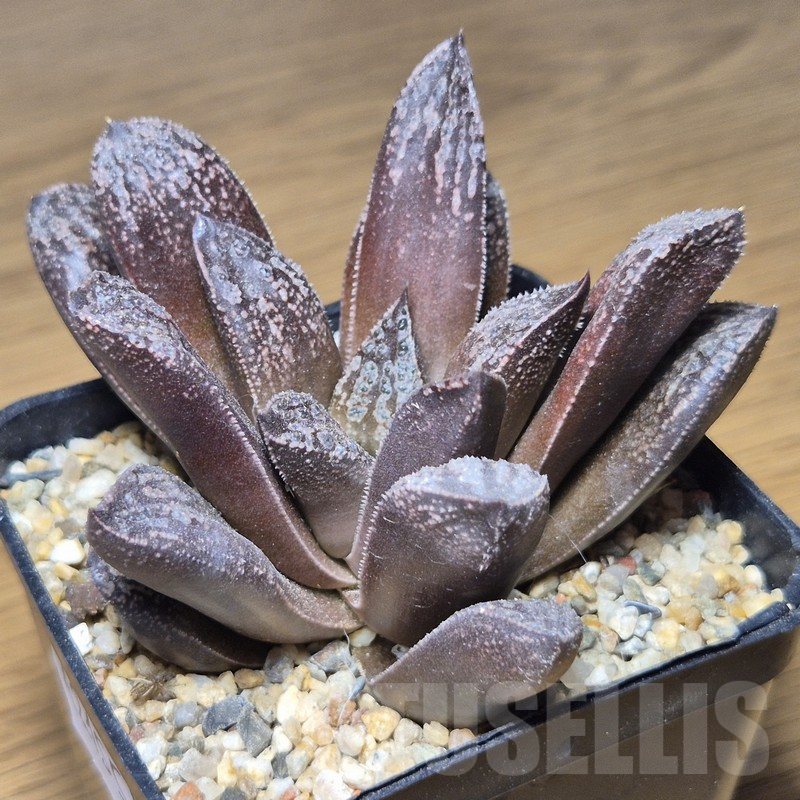 VVG12155 Haworthia 'Black Major' x 'Andrei' F2 - 画像 (2)