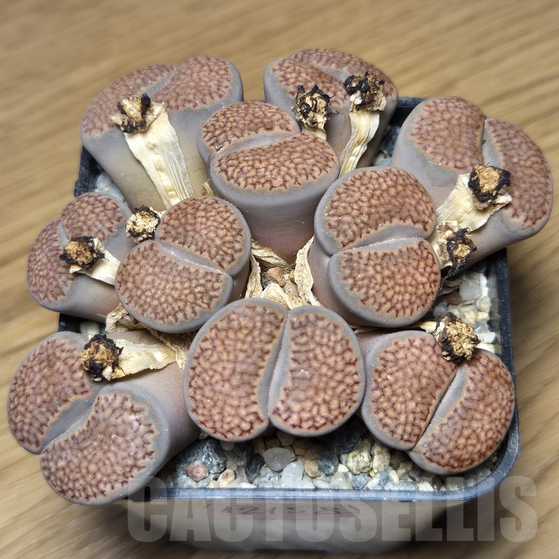 VVG12158 Lithops hallii old 15 years - Зображення 2