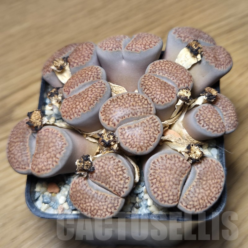 VVG12158 Lithops hallii old 15 years
