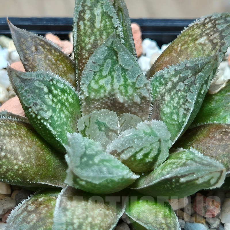 VVG12853 Haworthia VVG30 x 'Yulia'