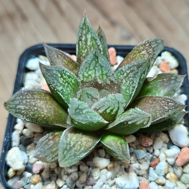 VVG12853 Haworthia VVG30 x 'Yulia' - Image 2