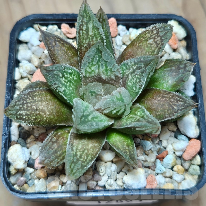 VVG12853 Haworthia VVG30 x 'Yulia' - Image 3