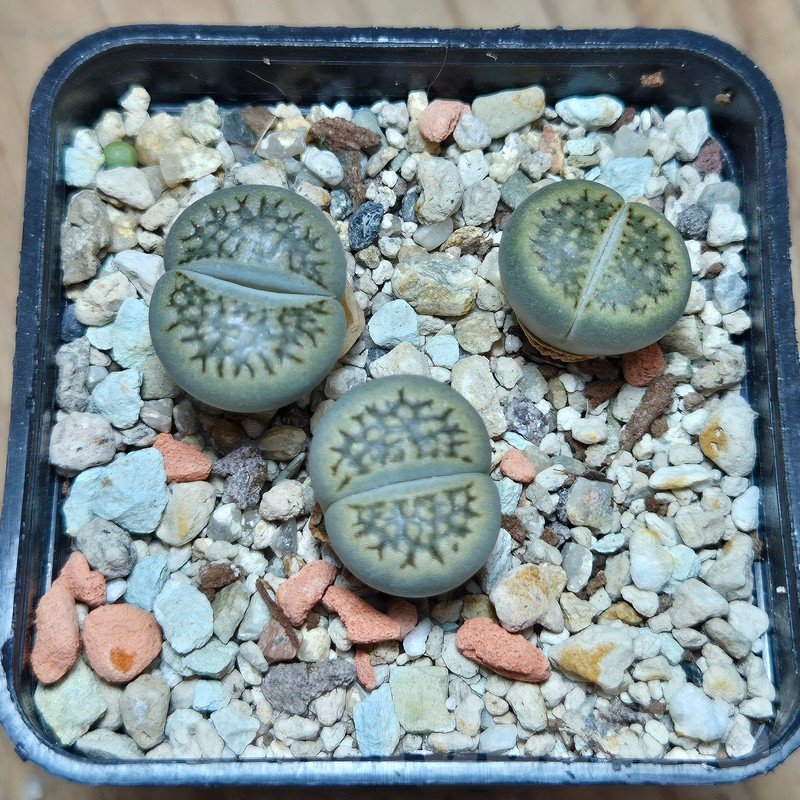 VVG12855 Lithops hallii mix 3 plants - Image 2