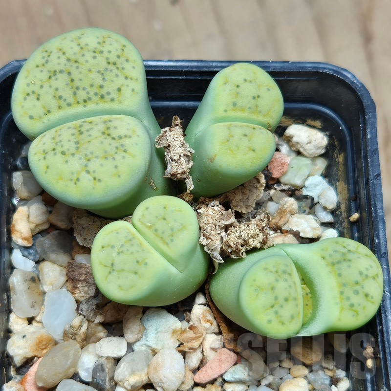 VVG12856 Lithops fulviceps v. fulviceps 'Aurea' hybrid