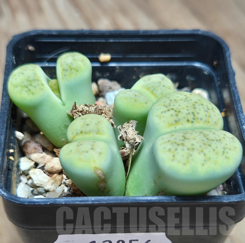 VVG12856 Lithops fulviceps v. fulviceps 'Aurea' hybrid - Obrázek 2