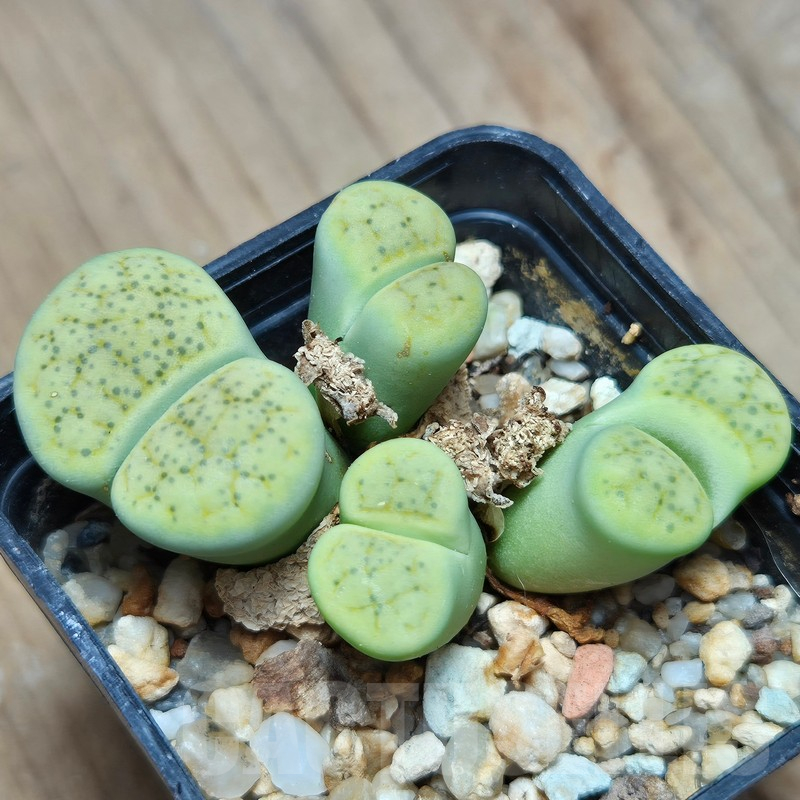 VVG12856 Lithops fulviceps v. fulviceps 'Aurea' hybrid - Obrázek 3