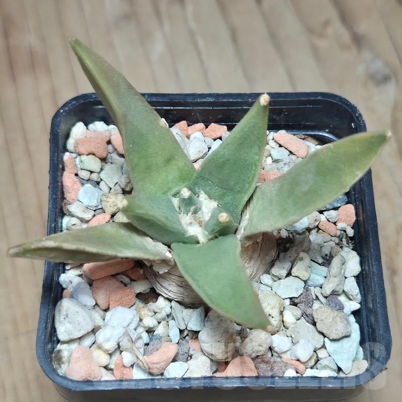 VVG12857 Ariocarpus retusus -San Bartolo-