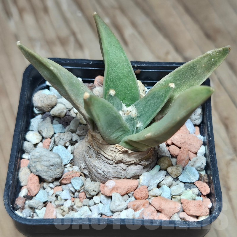 VVG12857 Ariocarpus retusus -San Bartolo- - immagine 2