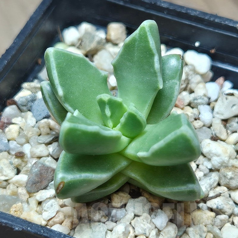 VVG12859 Faucaria boscheana -Duiwefontein- - 画像 (2)