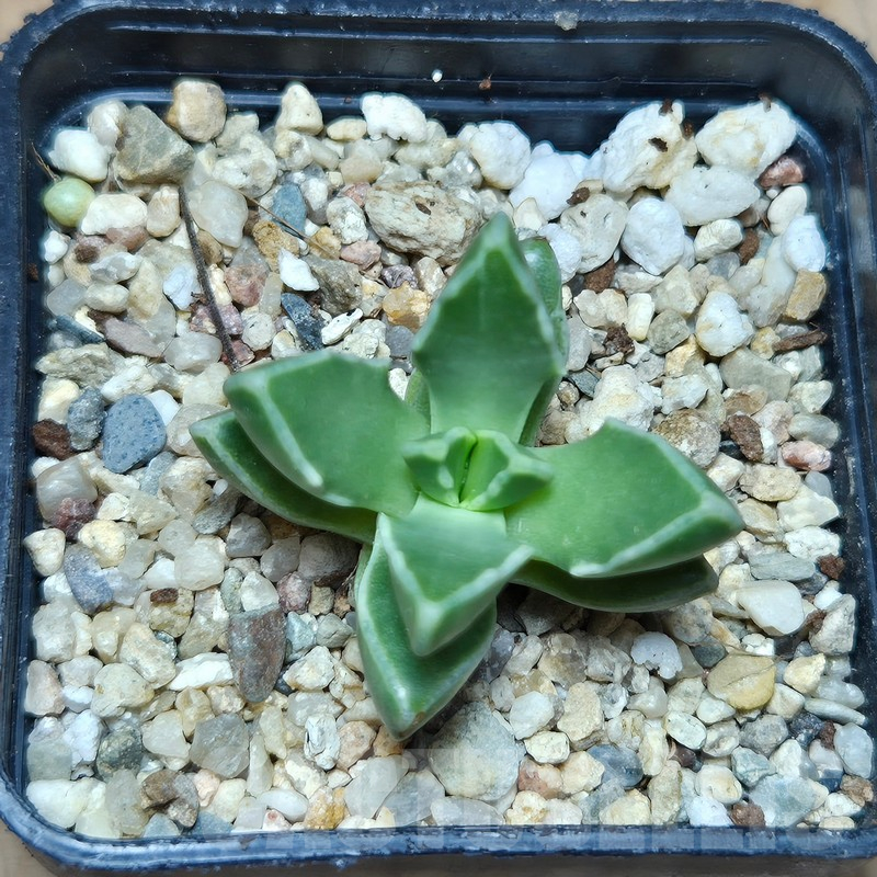 VVG12859 Faucaria boscheana -Duiwefontein- - 画像 (3)