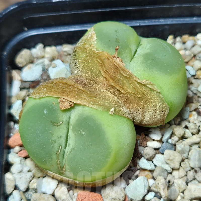 VVG12860 Conophytum ratum SH1200 - Image 2