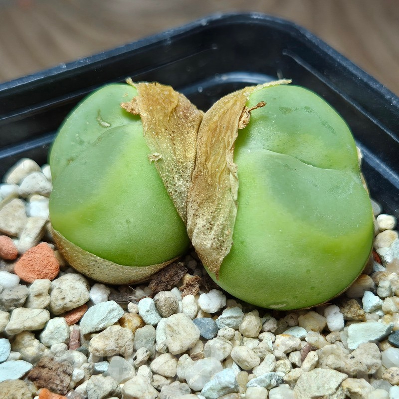 VVG12860 Conophytum ratum SH1200 - Image 3