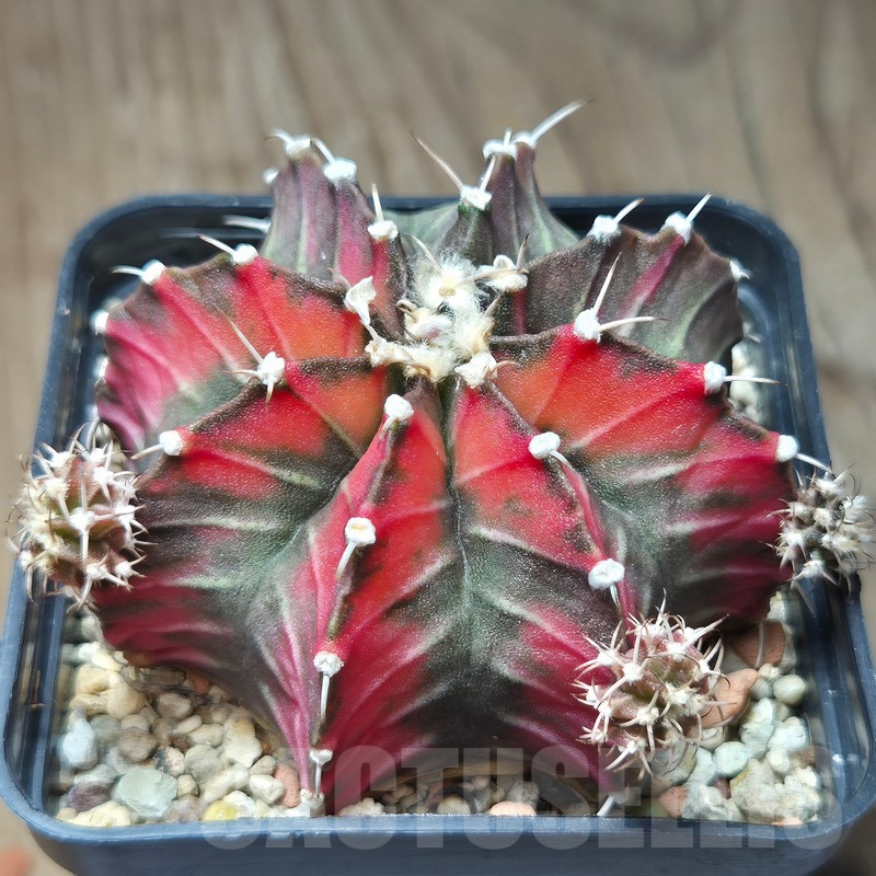VVG12862 Gymnocalycium friedrichii f.variegata VVG5