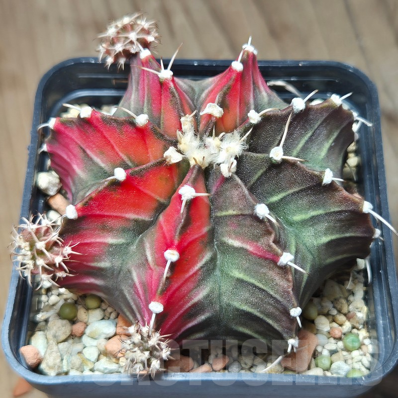 VVG12862 Gymnocalycium friedrichii f.variegata VVG5 - Image 2