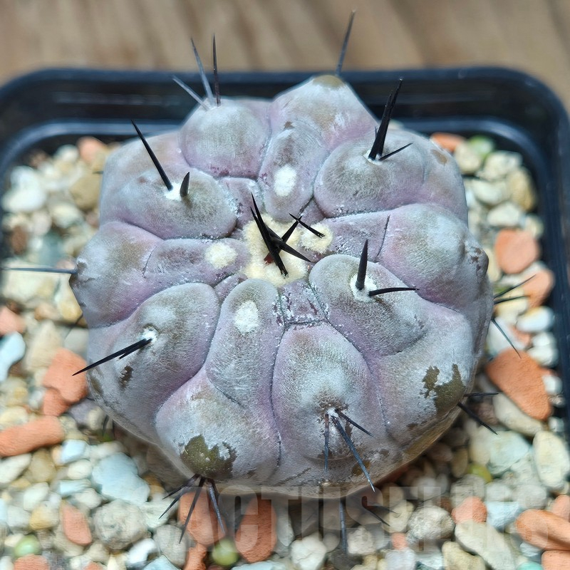 VVG12863 Copiapoa cinerea -San Ramon- seedling