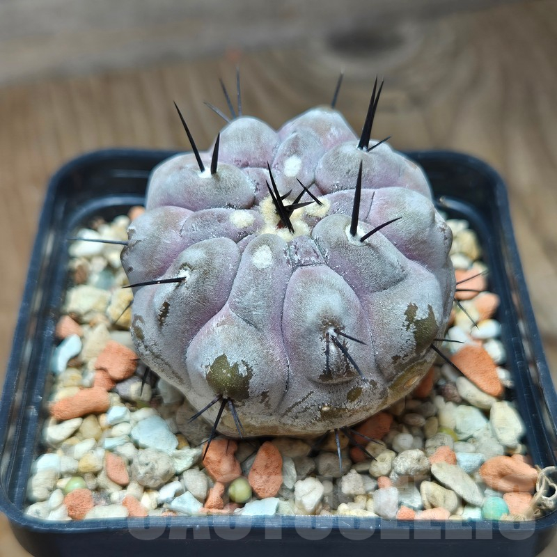 VVG12863 Copiapoa cinerea -San Ramon- seedling - Image 2