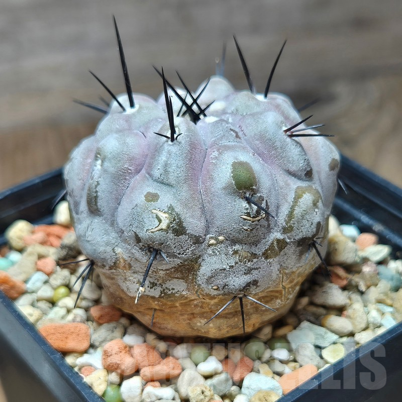 VVG12863 Copiapoa cinerea -San Ramon- seedling - Image 3