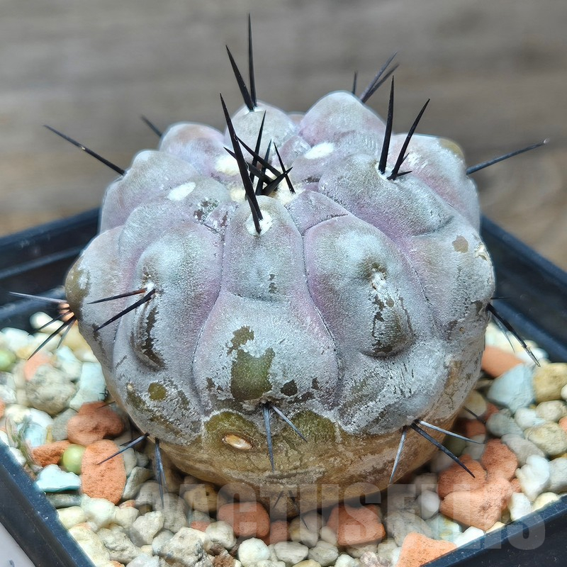 VVG12863 Copiapoa cinerea -San Ramon- seedling - Image 4