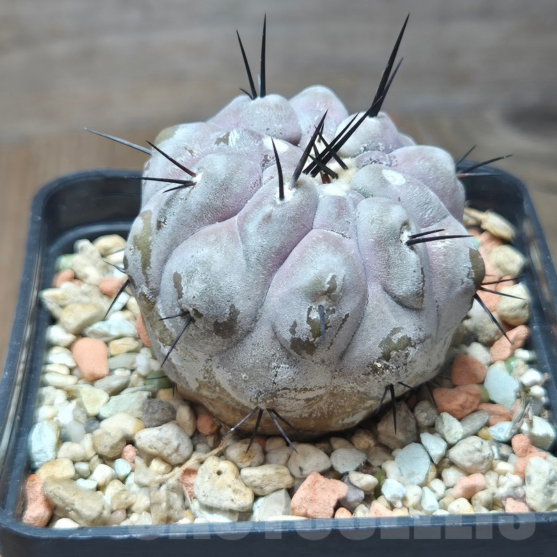 VVG12863 Copiapoa cinerea -San Ramon- seedling - Image 5