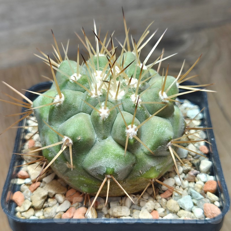 VVG12864 Copiapoa cinerea v.albispina 4 km N. Taltal seedling own roots age over 8 years