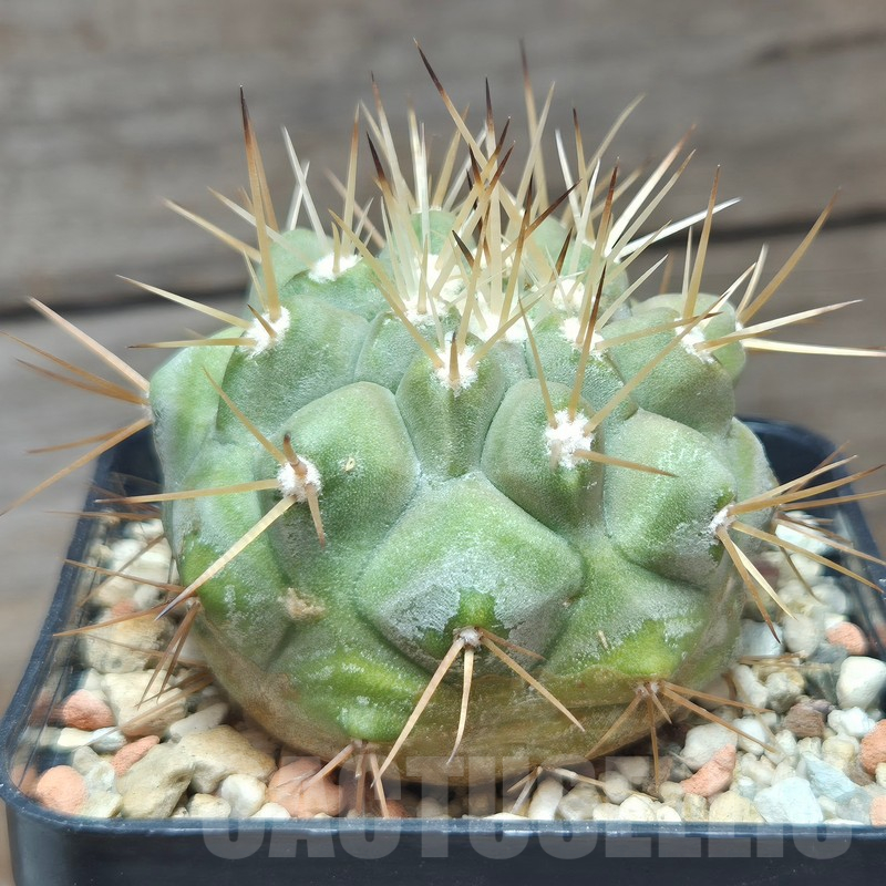 VVG12864 Copiapoa cinerea v.albispina 4 km N. Taltal seedling own roots age over 8 years - Image 2
