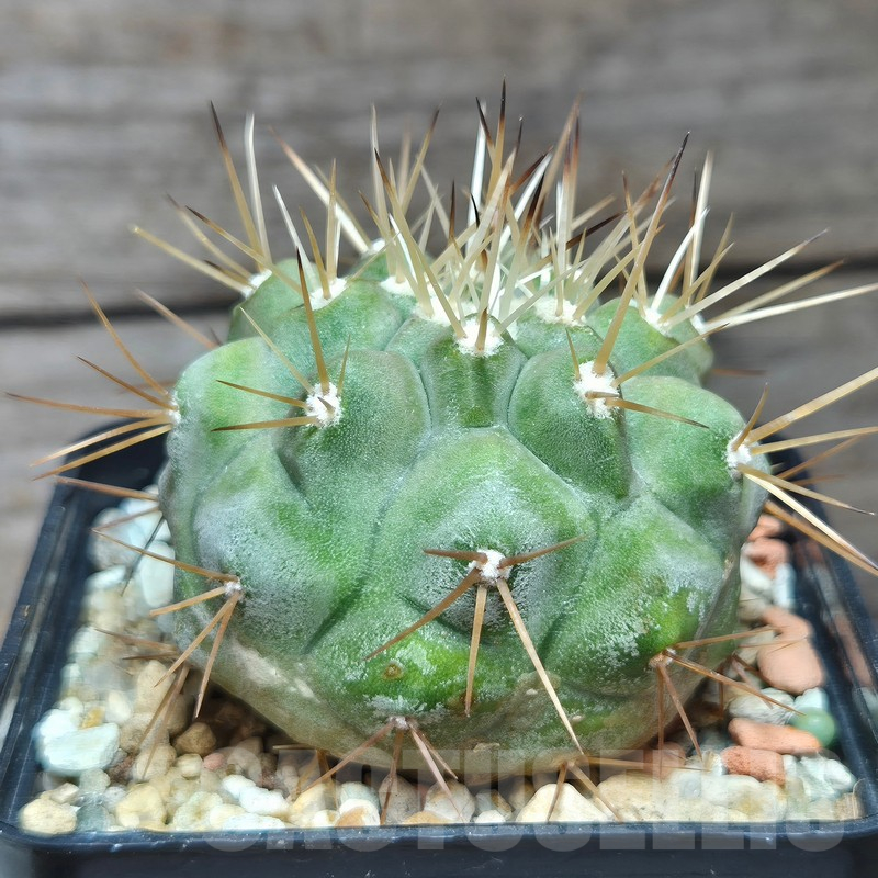 VVG12864 Copiapoa cinerea v.albispina 4 km N. Taltal seedling own roots age over 8 years - Image 3