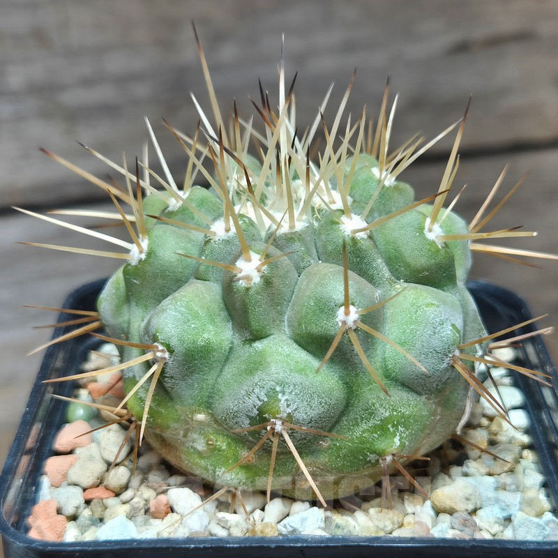 VVG12864 Copiapoa cinerea v.albispina 4 km N. Taltal seedling own roots age over 8 years - Image 4