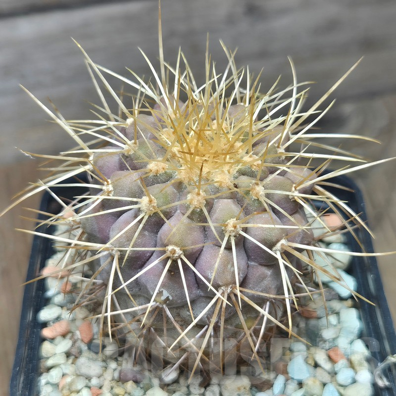 VVG12867 Copiapoa gigantea -8 km N. Taltal- seedling own roots age over 7 years