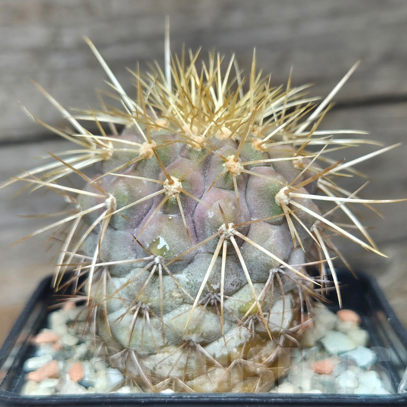VVG12867 Copiapoa gigantea -8 km N. Taltal- seedling own roots age over 7 years - Imagen 2