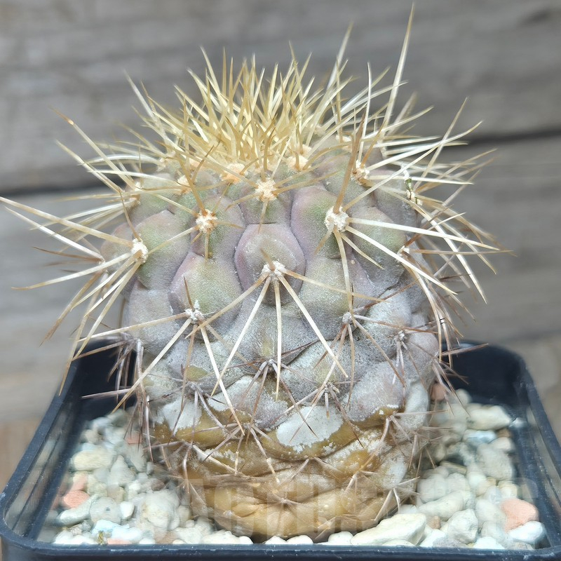 VVG12867 Copiapoa gigantea -8 km N. Taltal- seedling own roots age over 7 years - Imagen 3