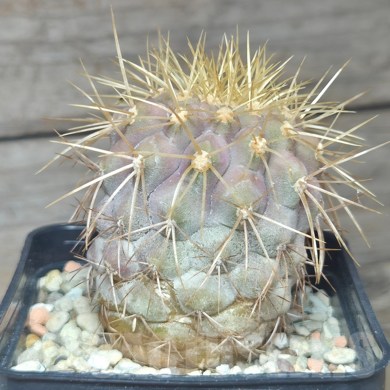 VVG12867 Copiapoa gigantea -8 km N. Taltal- seedling own roots age over 7 years - Imagen 4