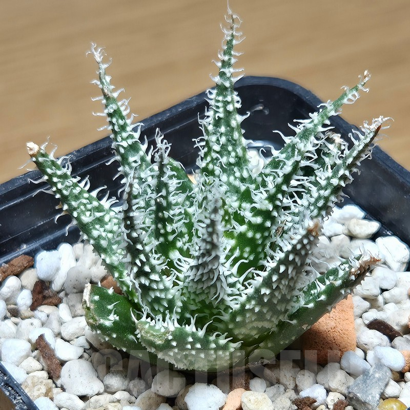 VVG12869 Aloe haworthioides -Select form-