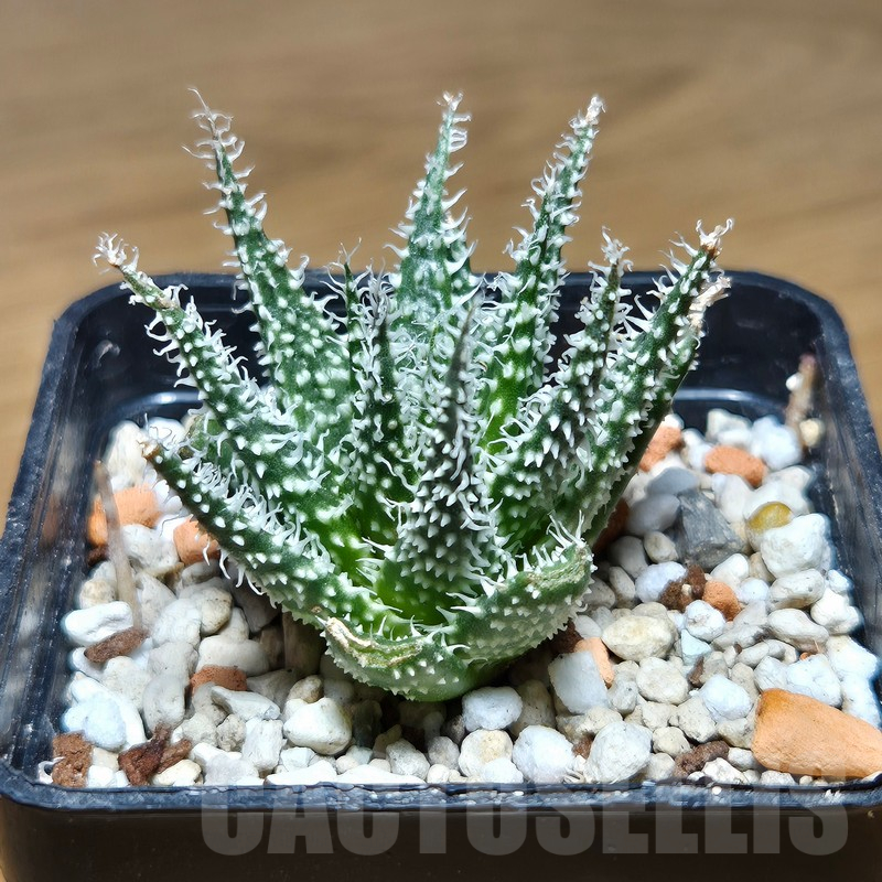 VVG12869 Aloe haworthioides -Select form- - Image 2