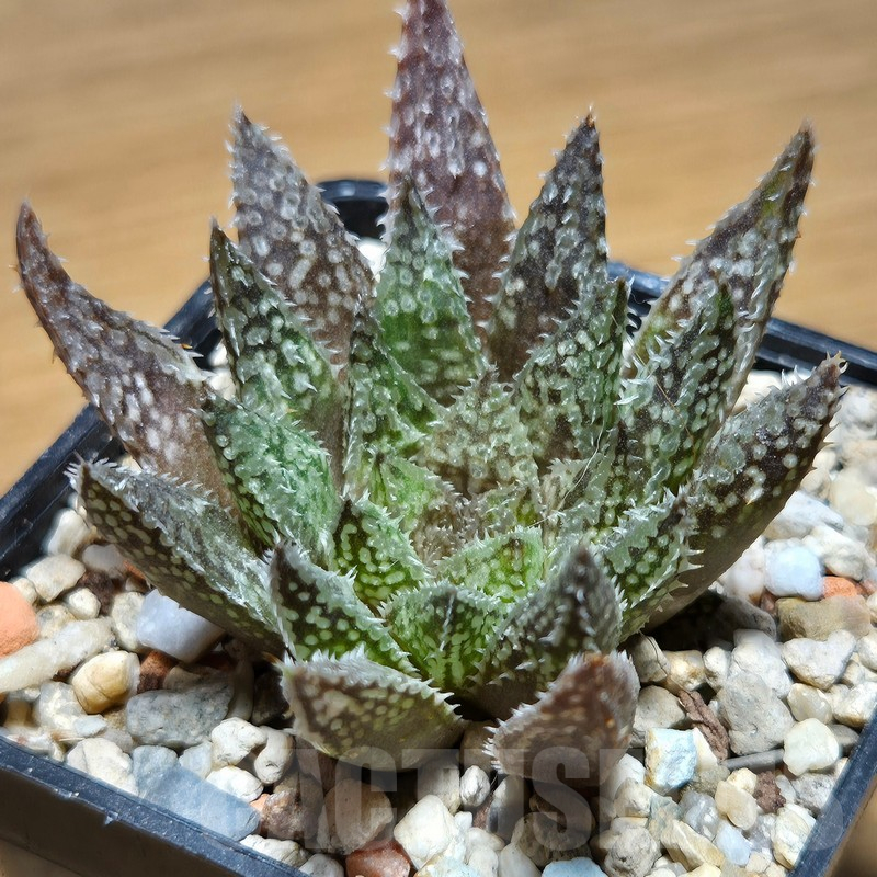 VVG12873 Haworthia maraisii x 'Yulia'