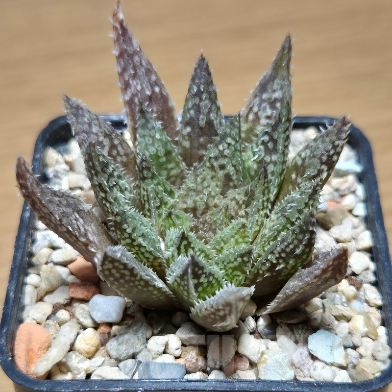 VVG12873 Haworthia maraisii x 'Yulia' - Imagen 2