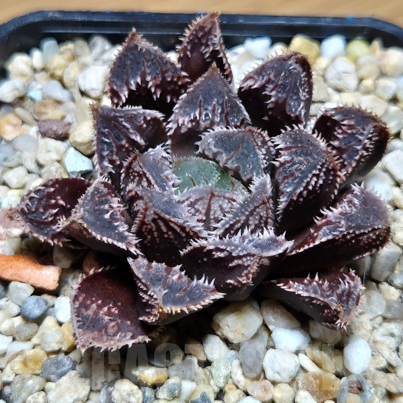 VVG12874 Haworthia 'Mirror Ball' x cooperi x 'Kegazato'
