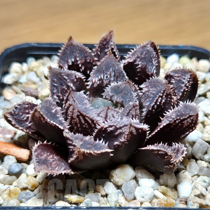 VVG12874 Haworthia 'Mirror Ball' x cooperi x 'Kegazato' - immagine 2